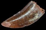 Serrated, Carcharodontosaurus Tooth - Real Dinosaur Tooth #85909-1